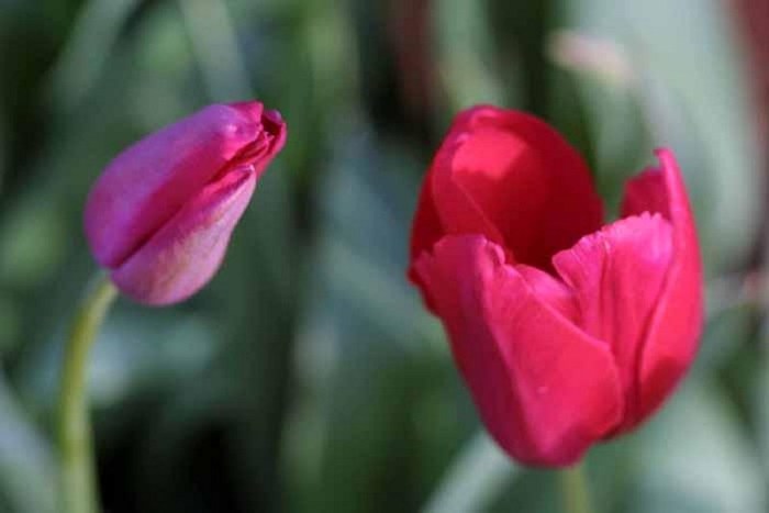 FIORI042