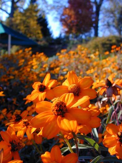 FIORI047