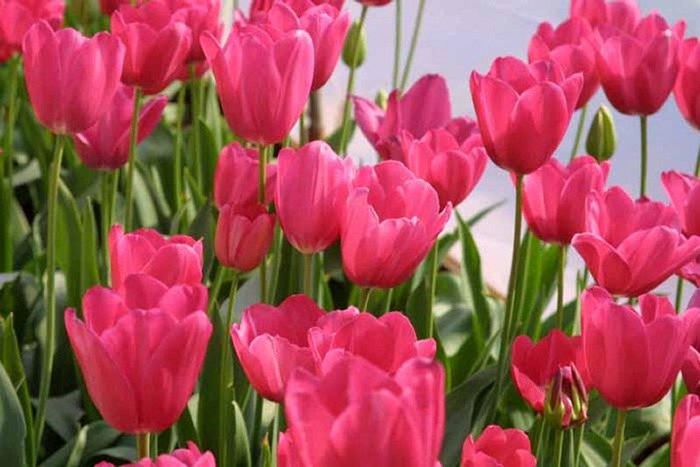FIORI048