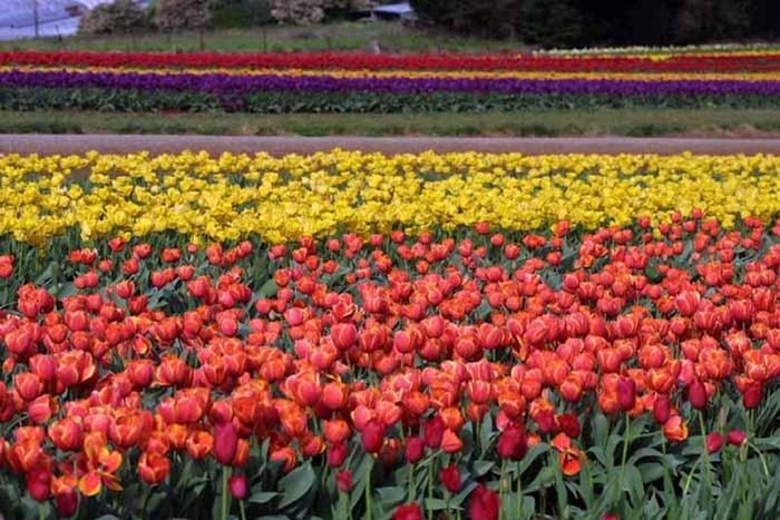 FIORI049