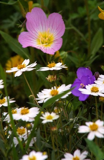 FIORI050