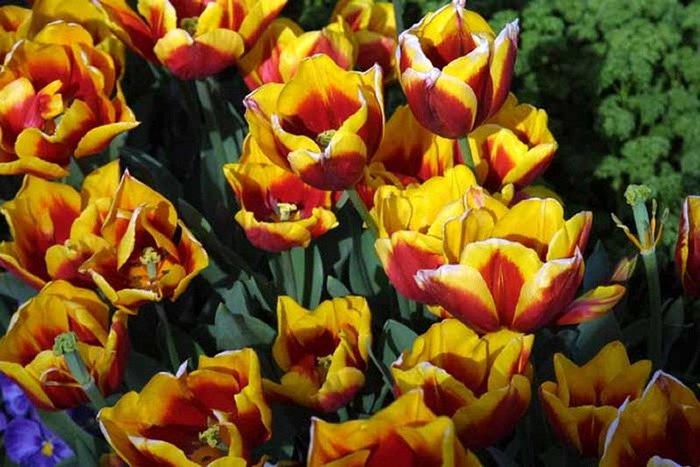 FIORI051