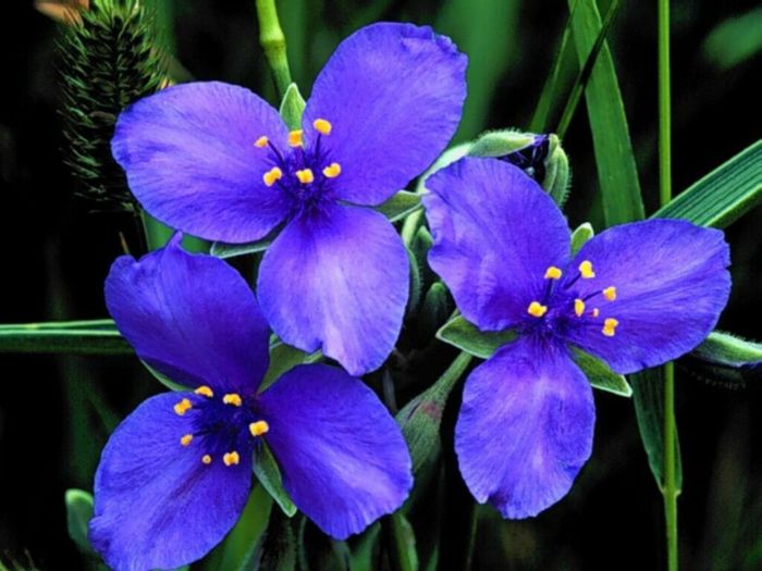 FIORI052
