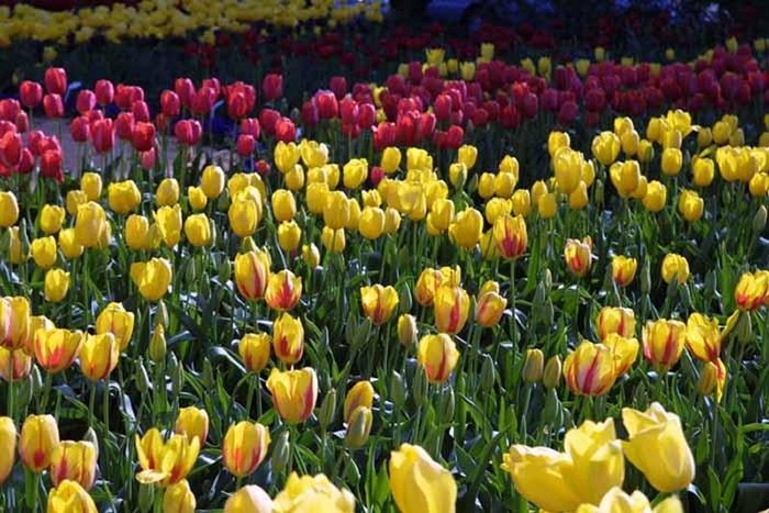 FIORI057