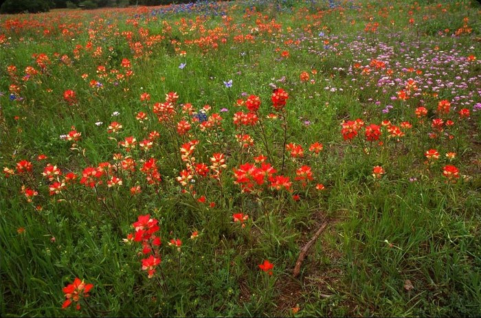 FIORI082 - Flori