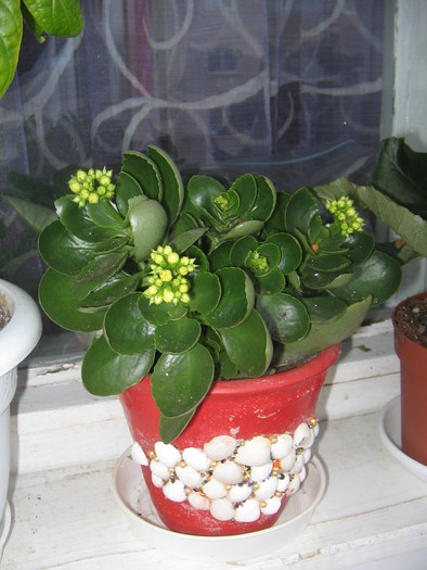 kalanchoe,ian.2011 - a Flori 2011