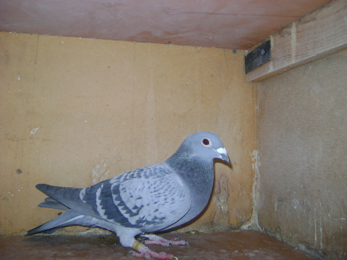 F2009 - porumbei voiajori