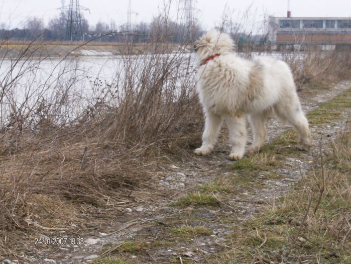 lady la 5 luni - caini mioritici lady si lord