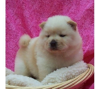 Chow-Chow