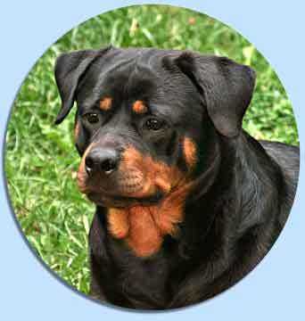 rottweiler-kaylee-