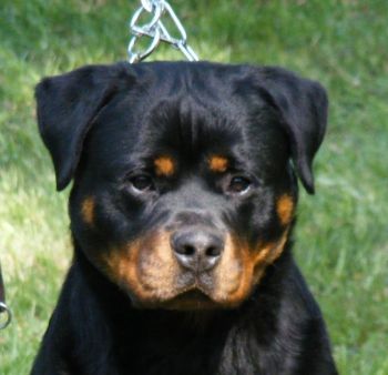 caine_Rottweiler