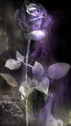 purple-rose- - Floricele