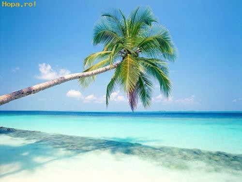 Peisaje_Wallpapers_Poze_Desktop_Palmieri_si_Apa_Albastra_in_Maldive_Wallpaper_Litoral_1236265082 - Peisaje de la mare
