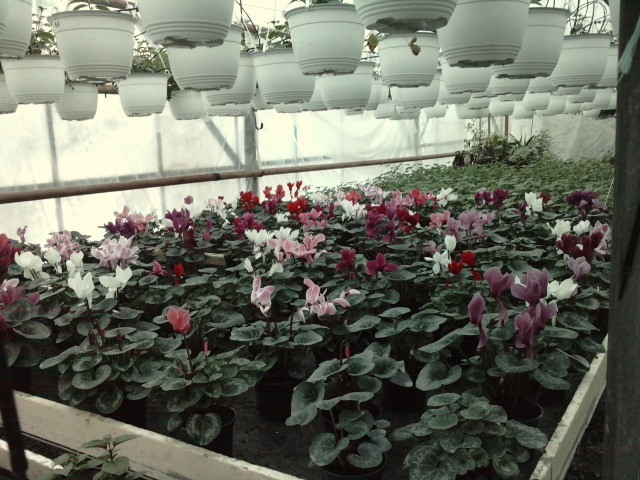  - cyclamen ianuarie 2011