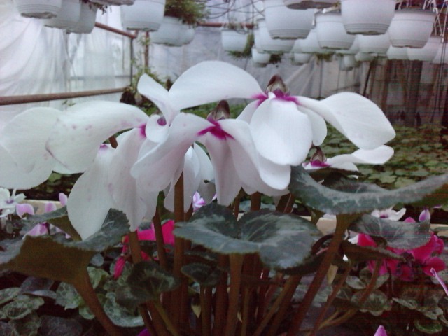  - cyclamen ianuarie 2011