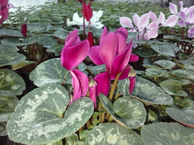  - cyclamen ianuarie 2011