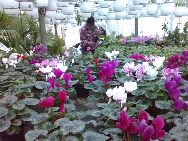  - cyclamen ianuarie 2011