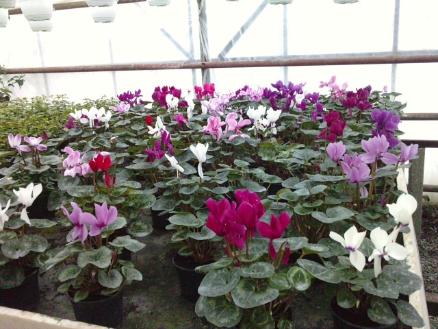  - cyclamen ianuarie 2011