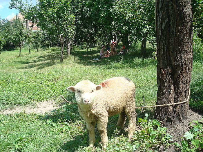 2009-07-21-14-12-40_mielusei_principal_animale_simplex_stivuitoare[1] - animale