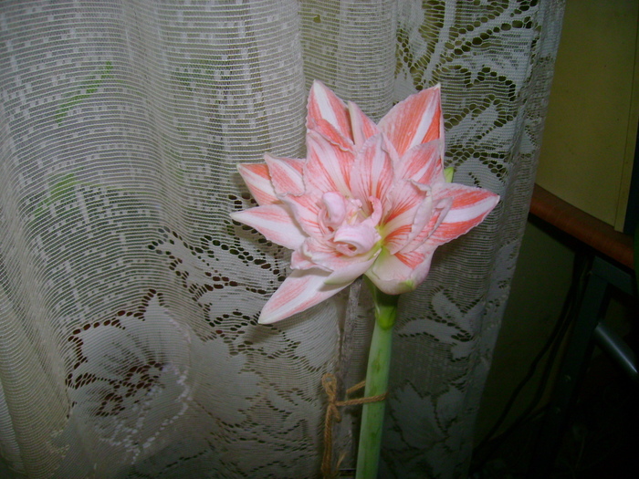 DSC01650 - amaryllis