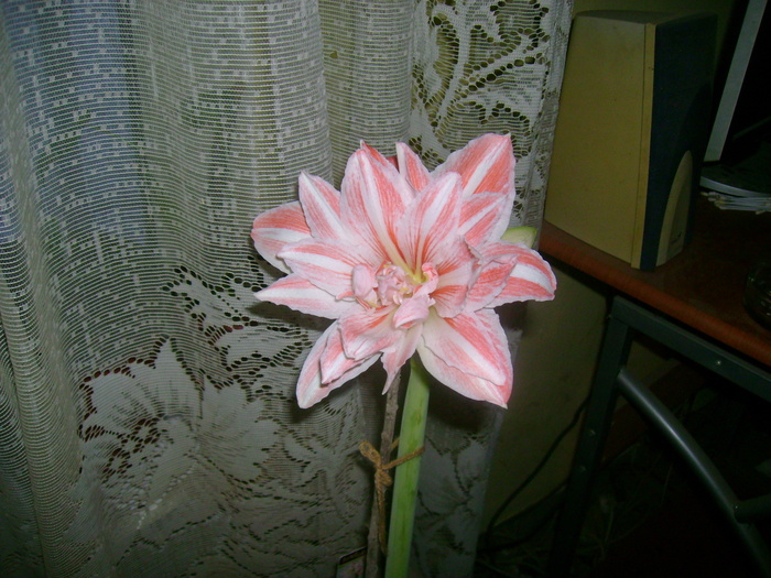 DSC01666 - amaryllis