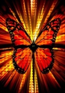 29473094_NJOWNERWB - WooW