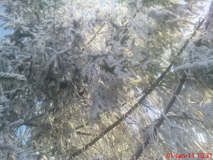 DSC07833