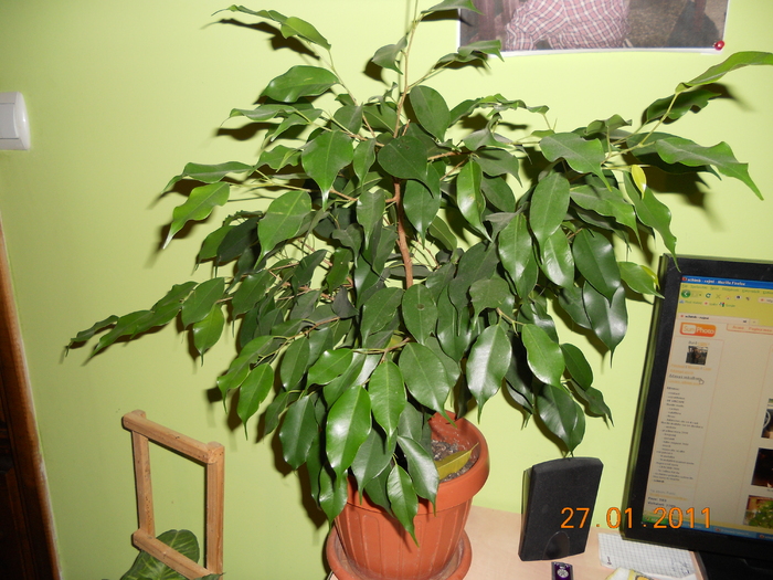 FICUS BENJAMIN - FLORILE MELE 2011