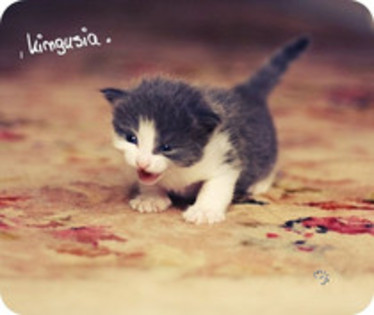 29516340_OOKJWTZKQ - WooW 2