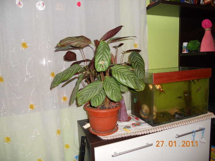 calathea - FLORILE MELE 2011