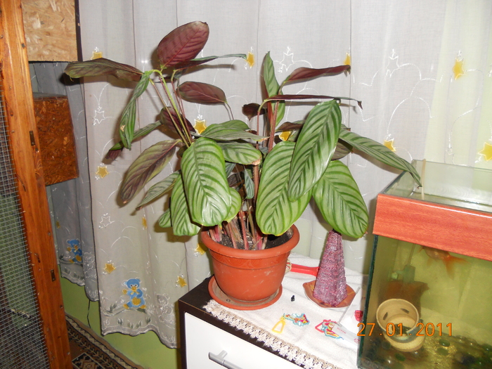 calathea - FLORILE MELE 2011