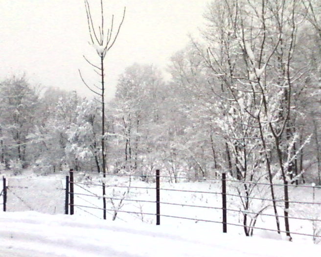 Fotografii-0069 - Iarna in satul meu