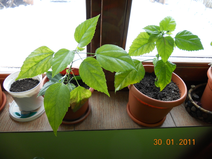 rosu si cyclam(getama)