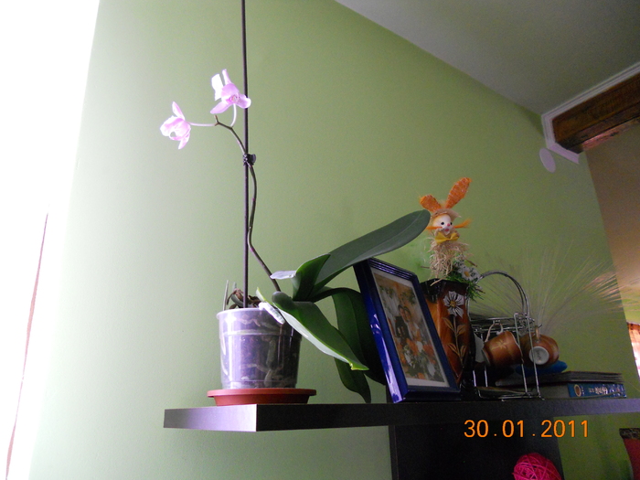 orchidee - FLORILE MELE 2011