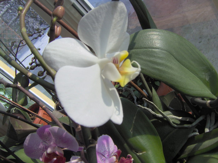 30.01.2011 008 - orhidee ianuarie 2011