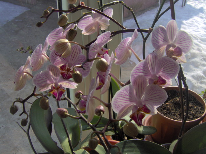 30.01.2011 014 - orhidee ianuarie 2011