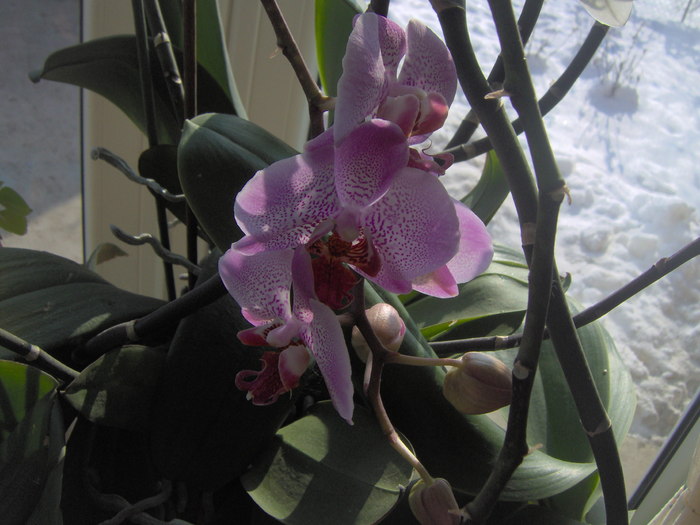 30.01.2011 028 - orhidee ianuarie 2011