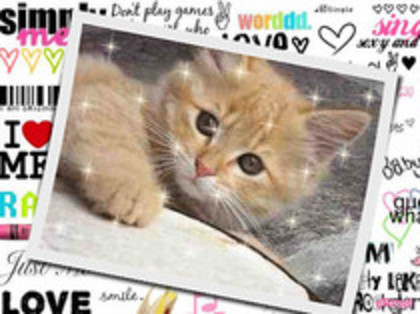 OoSeLeNaGoMeZFanNr1Oo(ocupat)