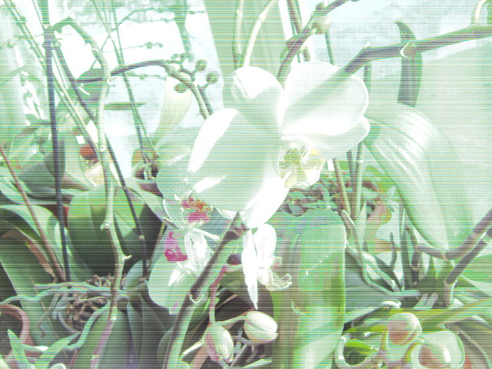 30.01.2011 034 - orhidee ianuarie 2011
