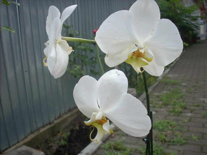 DSCN7608 - Orhidee