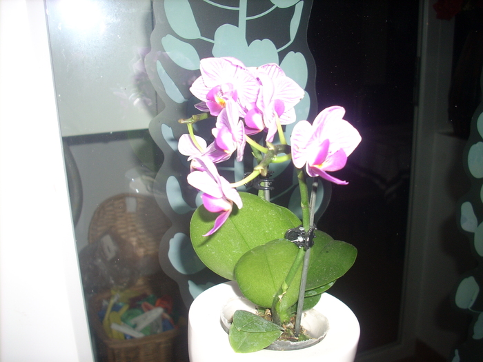Mini phala - Orhidee