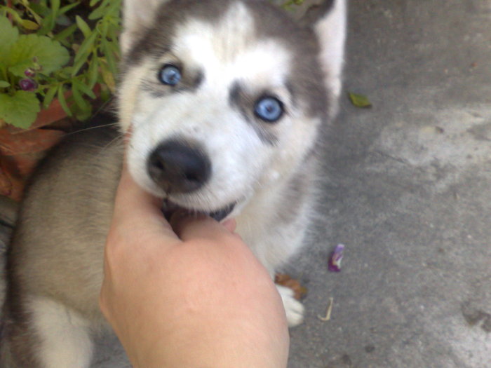 Abby cand era mica (mai exact 3 luni); Un husky foarte simpatic cu ochii albastrii ca cerul
