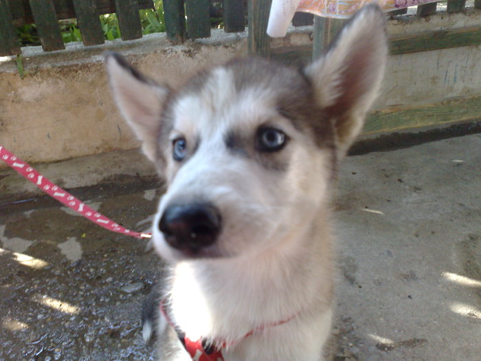 Abby la 4 luni; foarte energica era atunci
