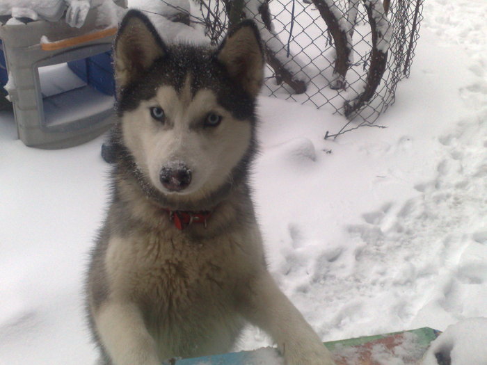 Abby la 1 an si 3 luni; aici nu mai este un catelusi...Este un caine husky jucandu-se printre zapezi
