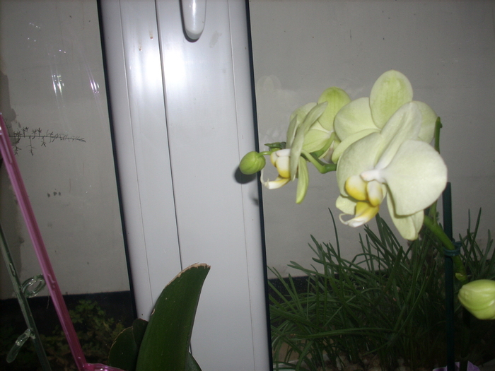 DSCN7772 - Orhidee