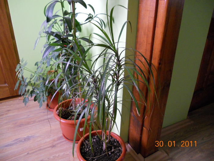 dracaena
