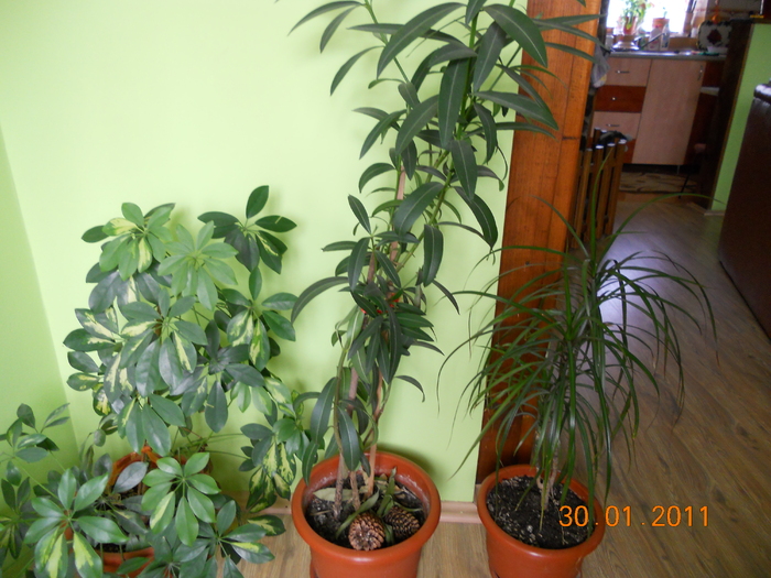 sefflera,leandru,dracaena - FLORILE MELE 2011