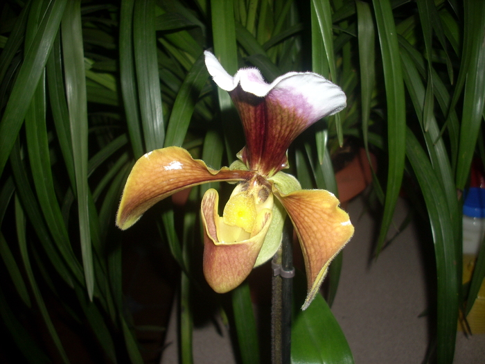 Paphi - Orhidee
