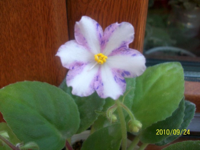 Yachiyo - AFRICAN VIOLETS - CHIMERA