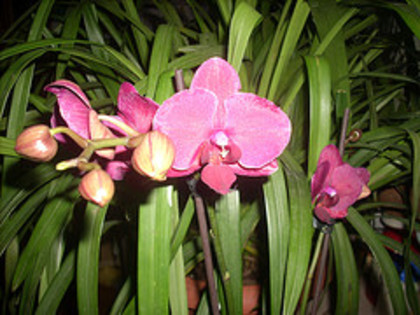 Phala - Orhidee